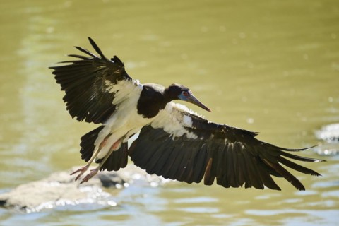 Abdim's Storks (Ciconia abdimii), flying, Spain, Europe