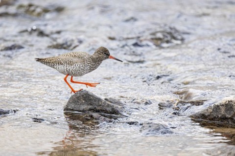 Common redshank (Tringa totanus), adult bird on a stone in the water, Varanger, Finnmark, Norway,