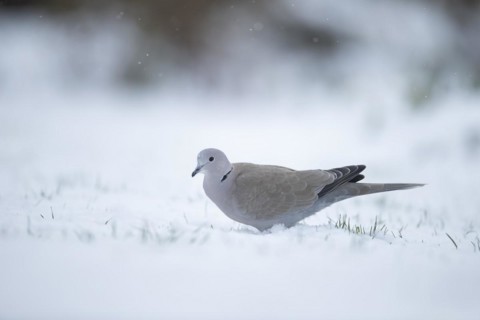 Collard dove (Streptopelia decaocto) adult bird on a snow covered garden lawn in winter, England,