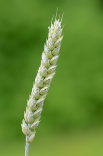 Wheat or common wheat (Triticum aestivum, Triticum vulgare), North Rhine-Westphalia, Germany,