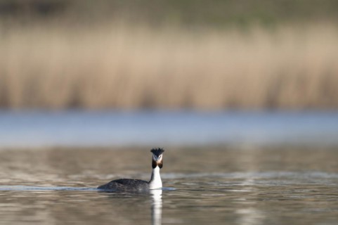 Great Crested Grebe (Podiceps cristatus), swimming on the lake, coming from the left, looking