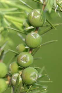 Cade (Juniperus oxycedrus), twig with unripe cones, Provence, southern France