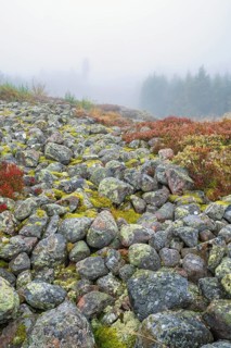 Rocks with lichens that are the remains of an ancient hillfort a misty autumn day, Mösseberg,
