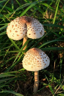 Parasol mushroom, September, Usedom, Mecklenburg-Western Pomerania, Germany, Europe