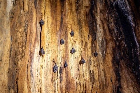 Bats hanging inside a hollow tree, tropical rainforest, Corcovado National Park, Osa Peninsula,