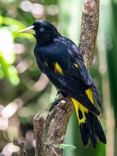 Yellow rumped cacique (Cacicus cela), Aviario Nacional de Colombia, Via Baru, Province of
