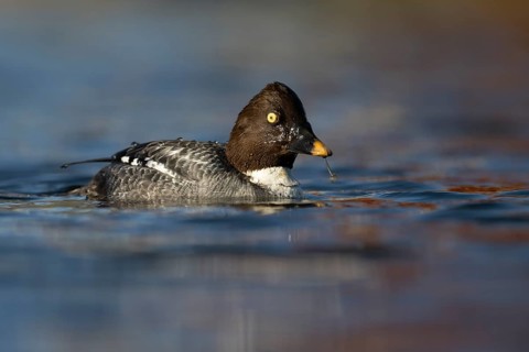 Common goldeneye (Bucephala clangula), Sweden, Europe
