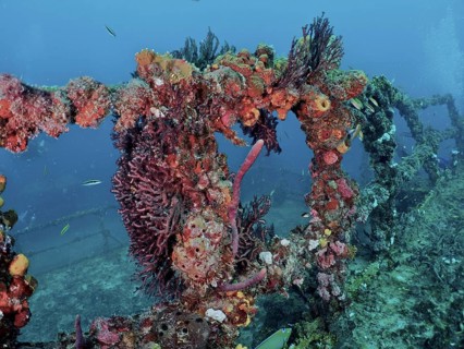 Underwater image of a coral-covered shipwreck, alive with marine life in a blue environment, dive