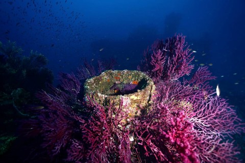 Round structures surrounded by purple Violescent sea-whips (Paramuricea clavata) in a blue