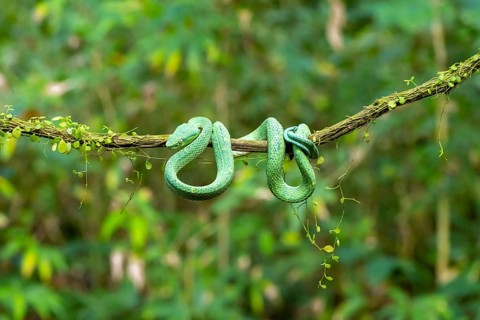 Bothriechis lateralis (Bothriechis lateralis), sitting on a branch, Heredia province, Costa Rica,