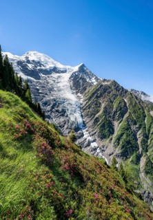 Mountain landscape with alpine roses, view of glacier Glacier de Taconnaz, Chamonix, Haute-Savoie,