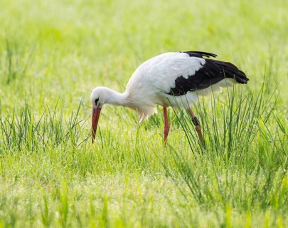 White stork (Ciconia ciconia) foraging in a meadow in the early morning, dew beads on the grass,