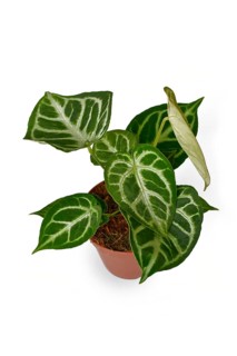 Potted exotic 'Silver Blush Anthurium Crystallinum' houseplant with beautiful lace pattern on