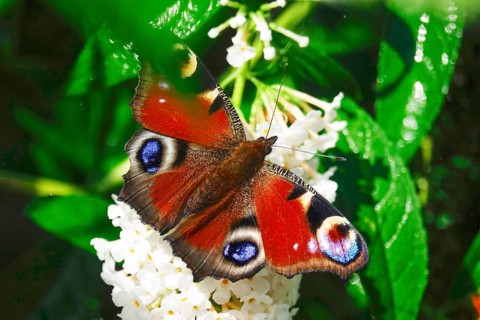 Peacock butterfly (Inachis io), September, Mecklenburg-Western Pomerania, Germany, Europe