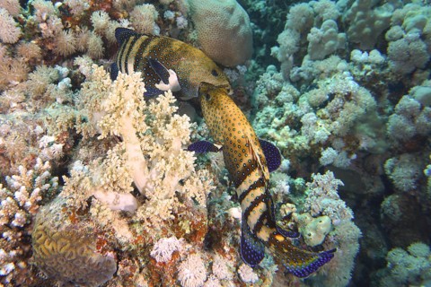 Pair of peacock groupers (Cephalopholis argus) during courtship, mating, dive site House Reef,