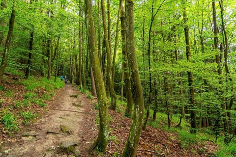 Forest below the Bruchhauser Steine, in the Hochsauerland district, rock formations with four main