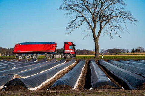 Agriculture on the Lower Rhine, early season, asparagus cultivation in spring, under plastic