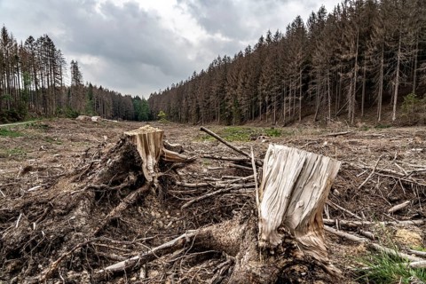 Forest dieback in the Arnsberg Forest nature park Park, over 70 per cent of the spruce trees are