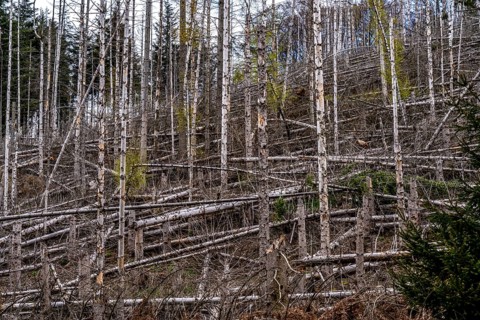 Dead spruce trees, broken by wind, lying in disarray, forest dieback in the Arnsberg Forest nature