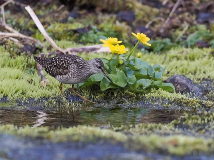 Wood Sandpiper (Tringa glareola), adult, foraging in a stream, Finmark, Norway, Europe