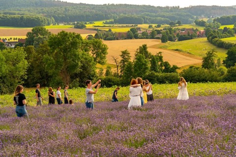 Lavender fields in East Westphalia Lippe, OWL, near the village of Fromhausen, near Detmold, the