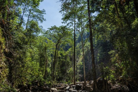 Rainforest, nature, landscape, clean, environment, rainforest, jungle, green, ecological,