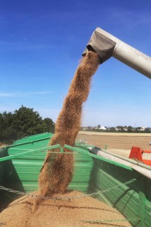 Grain harvest with combine harvester, the grain is unloaded