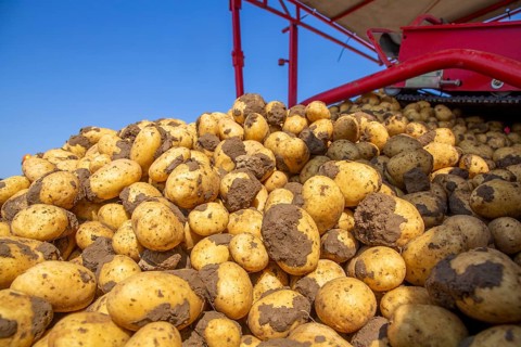 Farmer Hartmut Magin from Mutterstadt harvesting early potatoes in the Palatinate (Mutterstadt,