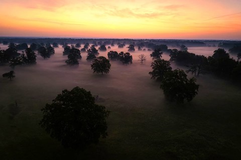 Aerial view, lake landscape, reed bed, foggy mood, sunrise, solitary oak, biotope, habitat, Elbe