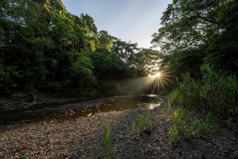 Atmospheric morning light with sun star at a stream in the tropical rainforest, Corcovado National