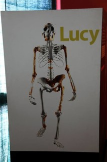 Addis Ababa, in the Ethnological Museum, illustration of Luci, Lucy refers to the partial skeleton