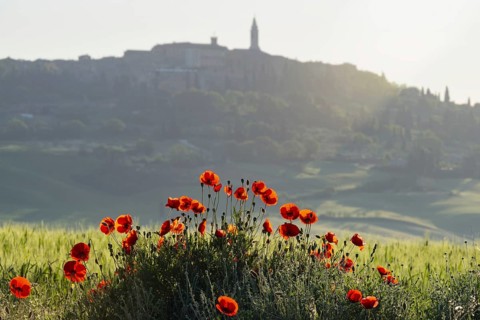 Landscape at sunrise around Pienza, Val d'Orcia, Orcia Valley, UNESCO World Heritage Site, Province