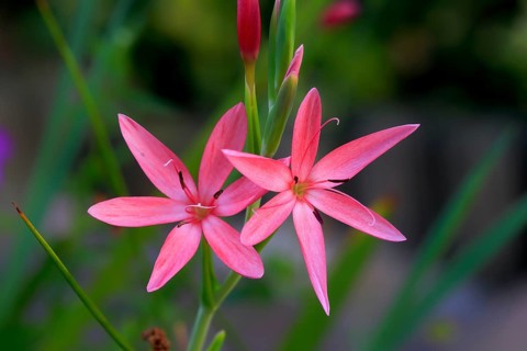River lily (Hesperantha coccinea), flowering, blooming, at a pond, Elllerstadt, Germany, Europe