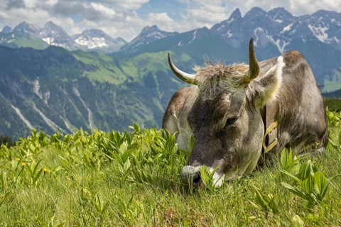 Allgäu brown cattle (Bos primigenius taurus) on the Fellhorn, behind them the Allgäu main ridge