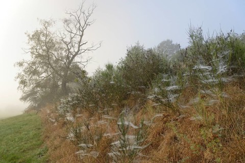 Foggy landscape, birch trees (Betula) and broom (Genista) with spider webs, North Rhine-Westphalia,