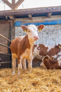A calf stands in a barn full of straw next to other resting cattle on a farm, Haselstaller Hof,