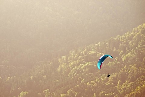 Paraglider flying over the forest, Alsace, France, Europe