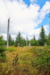 Vegetation with Norway spruce (Picea abies) and colored European blueberry (Vaccinium myrtillus) on