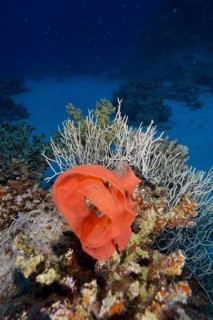 Spawn of Spanish dancer (Hexabranchus sanguineus) amidst white underwater plants, lively and