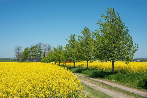 Gravel road through fields with rapeseed in Skurup municipality, Skåne, Sweden, Scandinavia, Europe