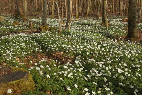Wood anemone (Anemone nemorosa) Carpet of flowers in deciduous forest, Allgäu, Bavaria, Germany,