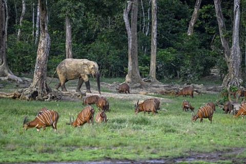 Forest elephant (Loxodonta cyclotis) and bongo antelope (Tragelaphus eurycerus) in the Dzanga Bai
