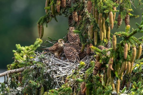 Common kestrel (Falco tinnunculus), female adult bird with fledglings not yet ready to fly in the
