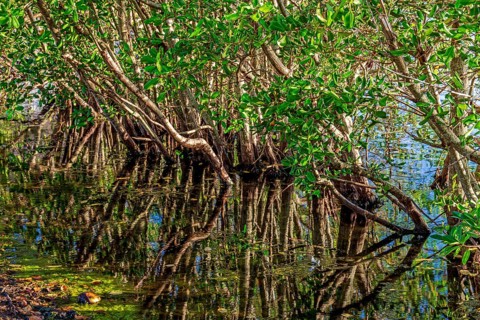 Dense mangrove vegetation reflected in the calm waters of the coast of Rio de Janeiro, Brazil, Rio