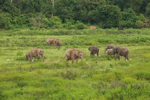 Indian elephants (Elephas maximus indicus), Khiri Khan, Hua Hin, Kui Buri National Park, Thailand,