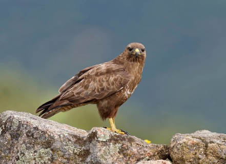 Common buzzard (Buteo buteo), portrait, Castilla-La Mancha, Spain, Europe