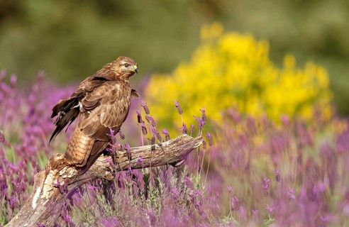 Common buzzard in colourful garigue vegetation, Castilla-La Mancha, Spain, Europe