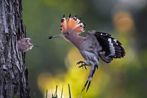 Hoopoe (Upupa epops) Bird of the Year 2022, male with a beetle as food for the young bird, feeding,