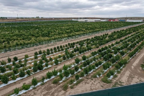 Avondale, Colorado, Cannabis growing at the Mammoth Farms facility (formerlly Los Suenos), near