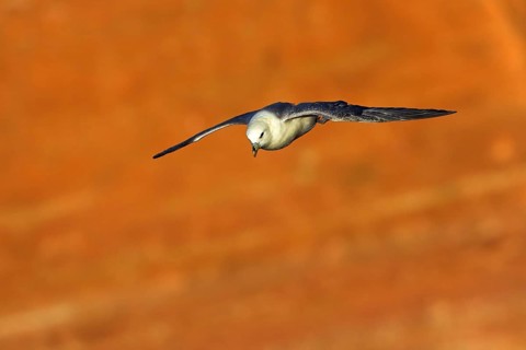 Fulmar, (Fulmarus glacialis), Heligoland, island of Heligoland, Schleswig-Holstein, Federal